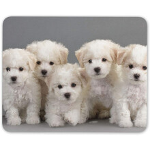 Bichon Frise Puppies Mouse Mat Pad - Dog Puppy Cute Pet Fun Computer #15566