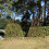 Selections Pair of Expanding Willow Garden Obelisks (1.5m) 2