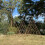 Selections Set of 3 Expanding Willow Garden Obelisks (1.2m) 2