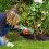 Miracle-Gro Miracle-Gro Rose Shrub Plant Food Continuous Release Granule Feed 900g 5