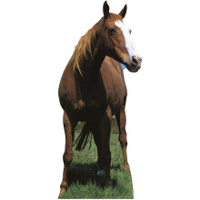 Mustang Horse Lifesize Cardboard Cutout / Standee