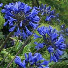 Agapanthus Sea Storm. The Nile Lily