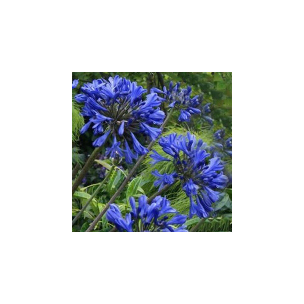 Agapanthus Sea Storm. The Nile Lily