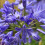 Agapanthus Sea Storm. The Nile Lily 2