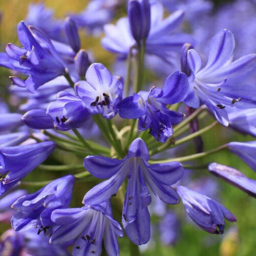 Agapanthus Sea Storm. The Nile Lily 1