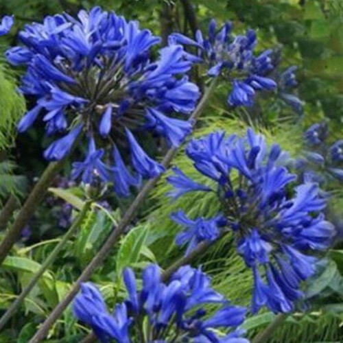 Agapanthus Sea Storm. The Nile Lily 2