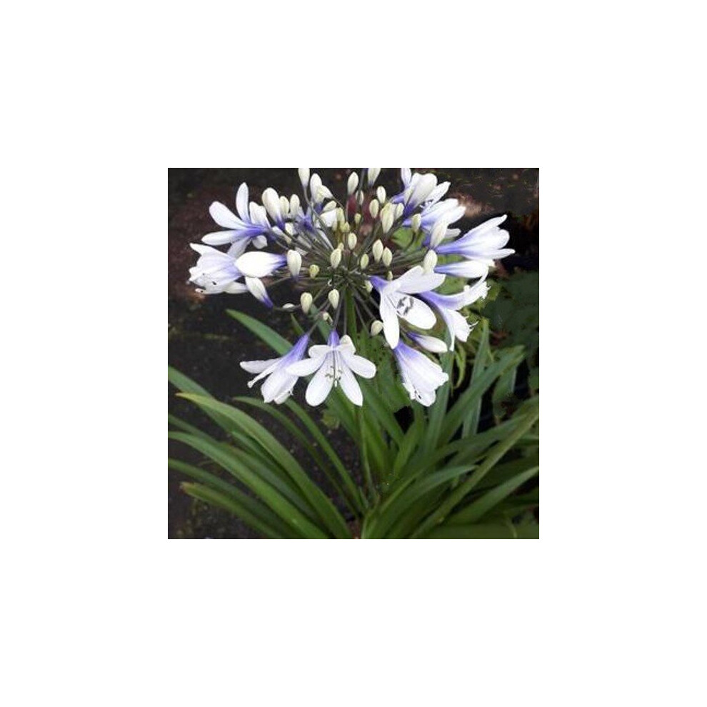 Agapanthus Twister. Lily of the Nile.