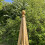 Selections Wooden Garden Obelisk (1.5m) 5