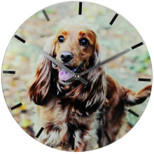 BEST OF BREED - 30cm WALL CLOCK - SPRINGER SPANIEL