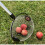 Selections Telescopic Apple Collector with Bucket Clip 3