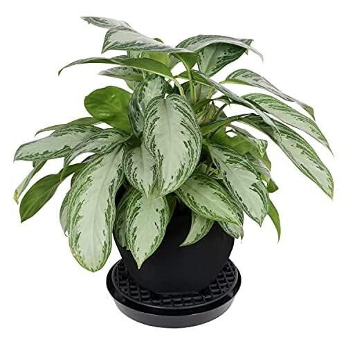 Gro Pro NX Level Pot Elevator - 13 in (50/Cs) (725675) 2