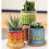 Maceta Succulenta Mandala con Drenaje y Coaster de Bambú, 6 Macetas Pequeñas 4