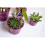 rePotme Vaso de Orquídea - Vaso de Orquídea Transparente de 6 polegadas - Pacote de 3 3