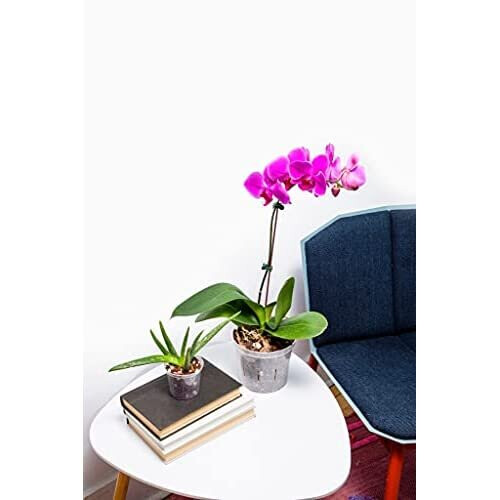 rePotme Vaso de Orquídea - Vaso de Orquídea Transparente de 6 polegadas - Pacote de 3 1