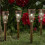Smart Garden Damasque Stake Light Bronze 2