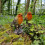 Selections Robin on a Tree Stump Garden Ornament (Set of 2) 5