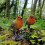 Selections Robin on a Tree Stump Garden Ornament (Set of 2) 2
