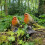 Selections Robin on a Tree Stump Garden Ornament (Set of 2) 4