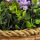 Selections 2 x Artificial Lavender & Eucalyptus Topiary Hanging Baskets (25cm) 7
