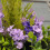 Selections 2 x Artificial Lavender & Eucalyptus Topiary Hanging Baskets (25cm) 5