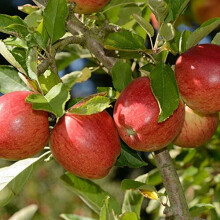 Braeburn Apple Tree, Mini Patio Fruit Tree, Ideal for Small Gardens & Patios, Heavy Cropping, Delicious Fruit, Low Maintenance, 1 x Malus (Apple)