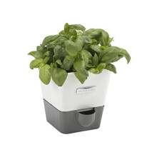 Cole & Mason H105249 Burwell Self-Watering Potted Herb Saver | Windowsill Herb Planter Indoor/Herb Box/Indoor Herb Garden | Single | Suitable for