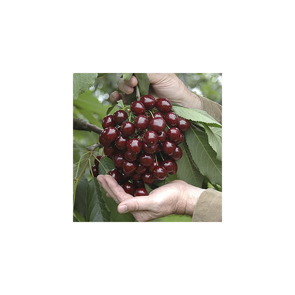 Stella Cherry Fruit Tree in a 5L Pot 90-110cm Tall on for patios and pots