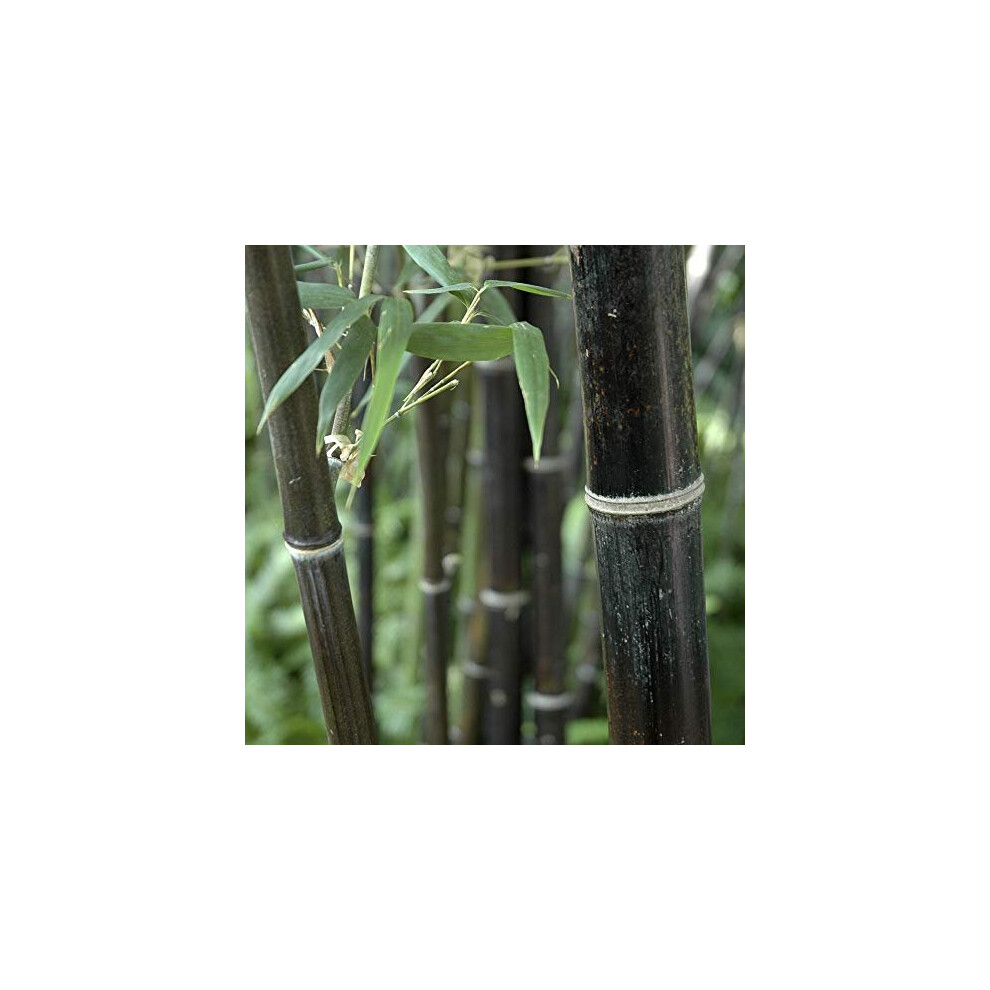 Phyllostachys nigra (Black Bamboo) 3L Pot 30-40cm Thick Crown