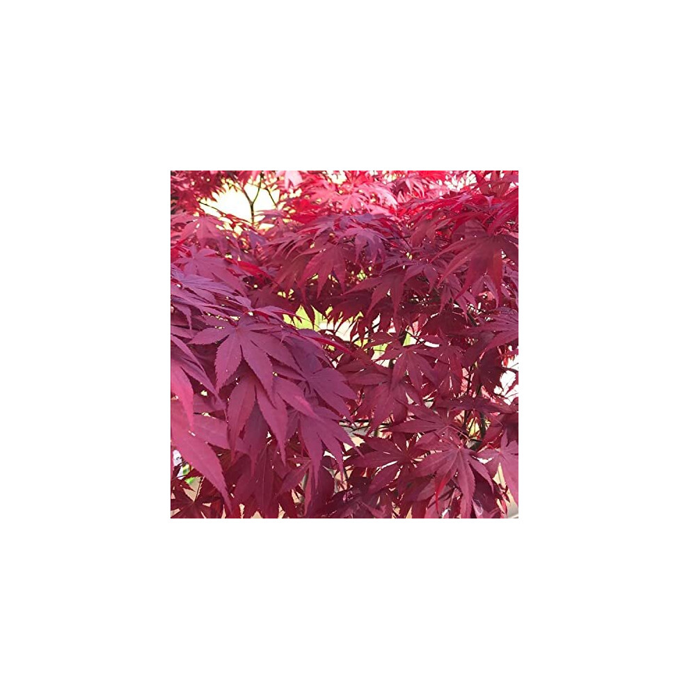 Acer Plant 'Atropurpureum' 30-40cm in Height - Japanese Maple Plant for Borders Or Pots