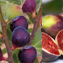 Ficus Carica 'Rouge De Bordeux' Fig Fruit Tree in A 9cm Pot