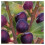 Ficus Carica 'Rouge De Bordeux' Fig Fruit Tree in A 9cm Pot 2