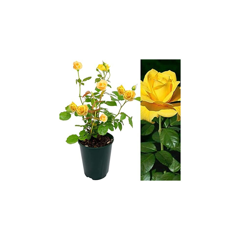 Carbeth Plants Rose Bush Sun Spinkles - Floribunda Yellow Rose Bush For The Garden In A 3Litre Pot (1)
