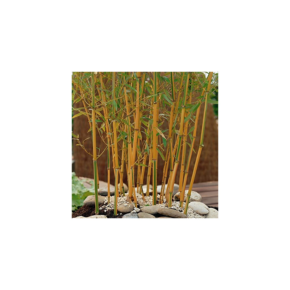 Yougarden Phyllostachys Aureosulcata 'Spectabilis' (Yellow Bamboo) 80-100Cm Tall In 3L Pot