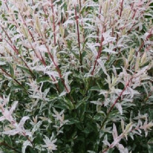 Salix 'Hakuro nishiki Flamingo ' 12cm Pot Size