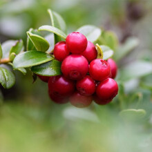 Potted Fruit Bush Lingonberry, Easy to Grow Garden Plant Producing Heavy Crops of Tangy Red Berries in Autumn, 1 x Lingonberry Ida Plant in a 9cm