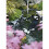 Hozelock Hozelock 1755 0000 Blanketweed Algae Brush 4