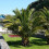 Hardy Phoenix Palm Tree 1