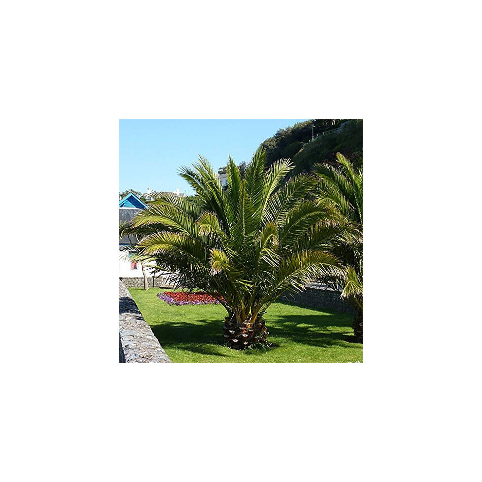 Yougarden Hardy Phoenix Palm Tree