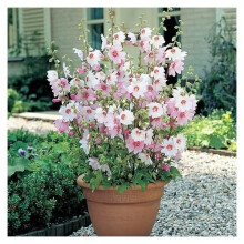 3 x Lavatera Barnsley Baby - Ready to Plant Shrubs - Tree Mallow