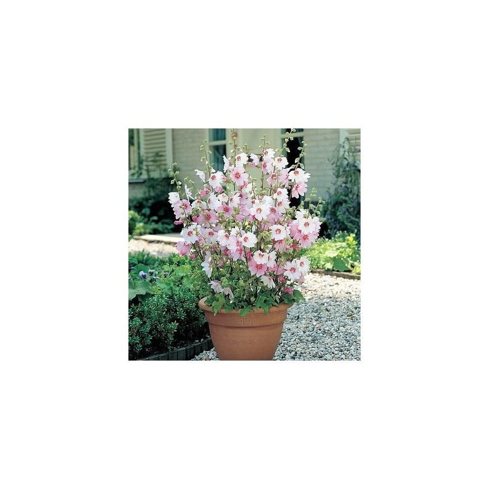 Carbeth Plants 3 X Lavatera Barnsley Baby - Ready To Plant Shrubs - Tree Mallow White