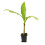 Musa basjoo (Banana Tree) Supplied as 2 x 9cm Pots 4