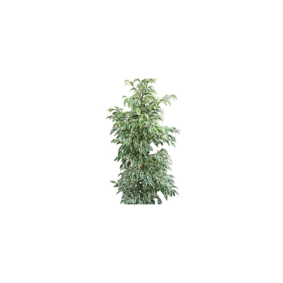 Indoor Plant -House or Office Plant -Ficus benjamina Variegata - Variegated Weeping Fig Approx 100cm-