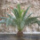 Hardy Phoenix Palm Tree 2