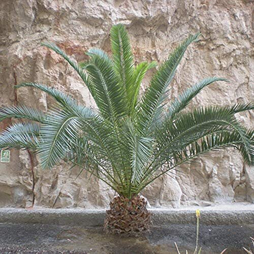 Hardy Phoenix Palm Tree 1