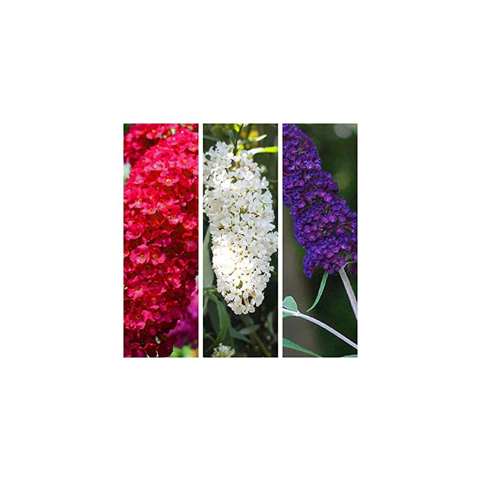 Buddleia Tricolour Butterfly Plants x 3 Plants in a Mix of Colours - Buddleja Mix in 9cm Pots