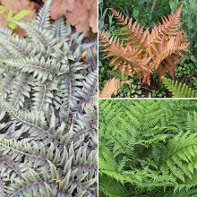 Colourful Hardy Fern Collection x 3 in 9cm Pots