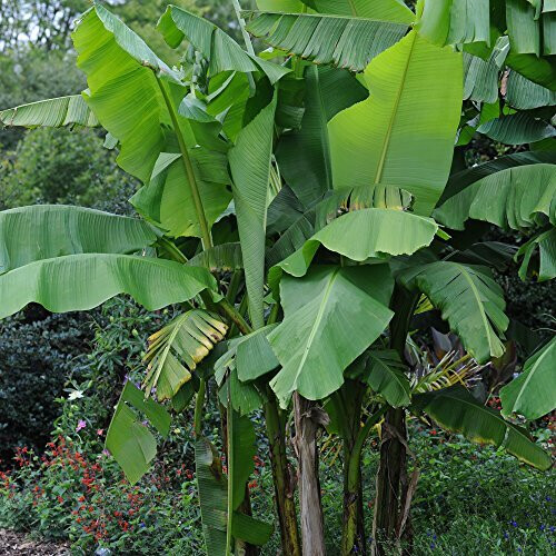 Musa basjoo (Banana Tree) Supplied as 2 x 9cm Pots