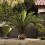 Hardy Phoenix Palm Tree 3