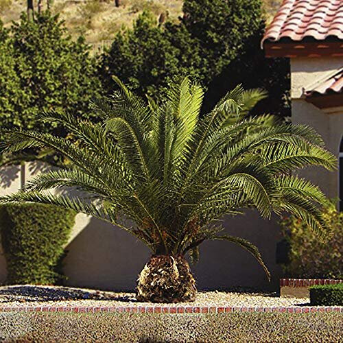 Hardy Phoenix Palm Tree 2
