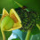 Musa basjoo (Banana Tree) Supplied as 2 x 9cm Pots 2